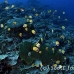 butterflyfish_blacklip_sen_np_h_0013_bal3426.jpg